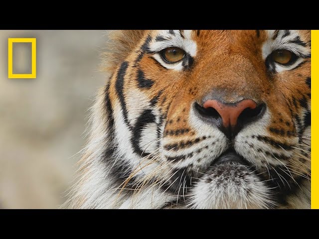 Tigers 101 | National Geographic
