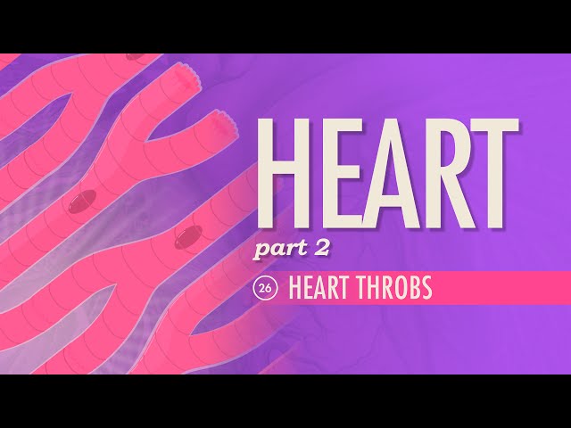 The Heart, Part 2 - Heart Throbs: Crash Course Anatomy & Physiology #26