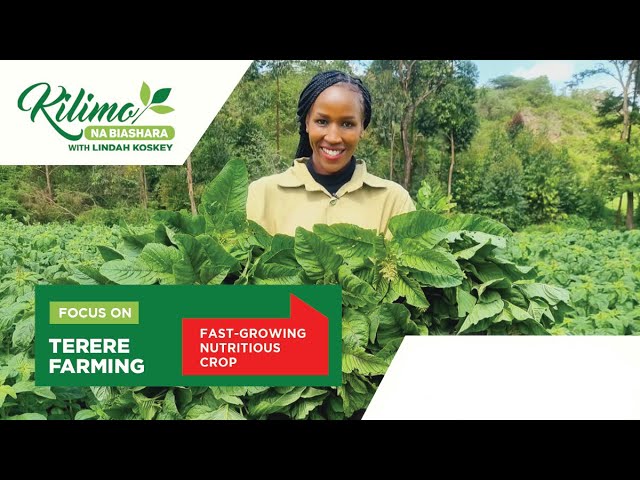 Focus on Terere Farming | Kilimo na Biashara