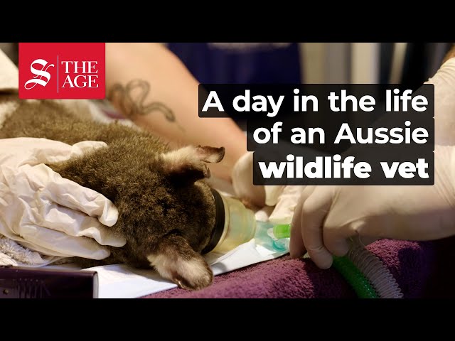 A day in the life of an Aussie wildlife vet