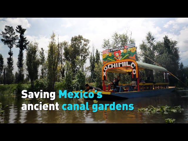 Saving Mexico's ancient canal gardens: Xochimilco