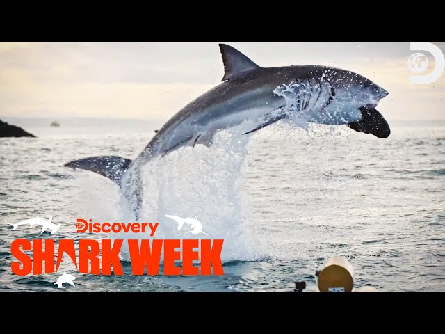 The HIGHEST GREAT WHITE BREACH Ever Recorded! | Shark Week | Discovery