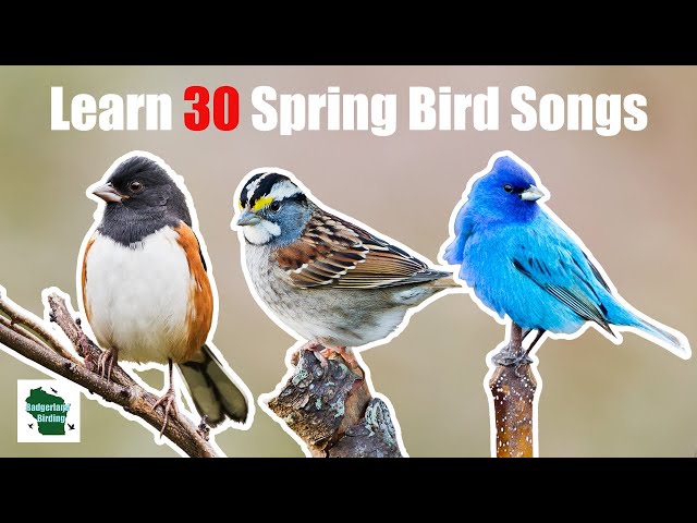 Learn 30 Spring Common Backyard Bird Songs and Calls (Central and Eastern United States)