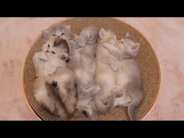 It was so cute to see the five kitten brothers sleeping with their belly trap...