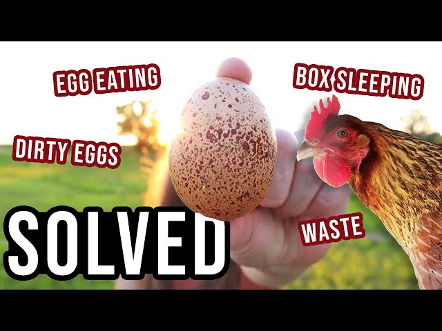 9 Nest Box Issues SOLVED | Egg Eating, Dirty Eggs + More | HenGear Rollout Backyard Chicken Coop