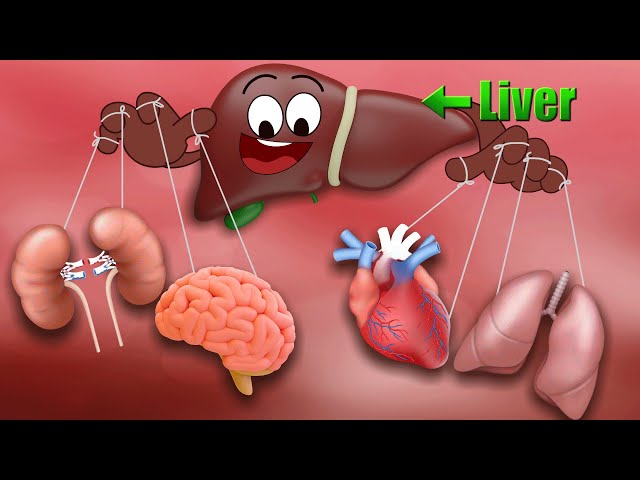 What does our Liver Do? + more videos | #aumsum #kids #science #education #whatif