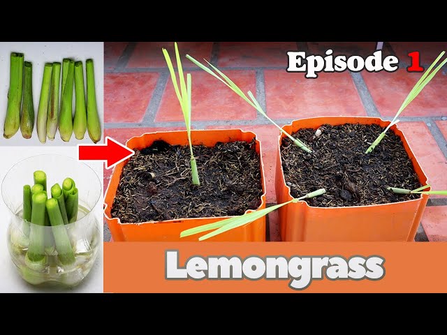 How to grow lemongrass in vertical vs horizontal |Episode 1|