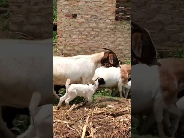 Goats Coming From Grazing
