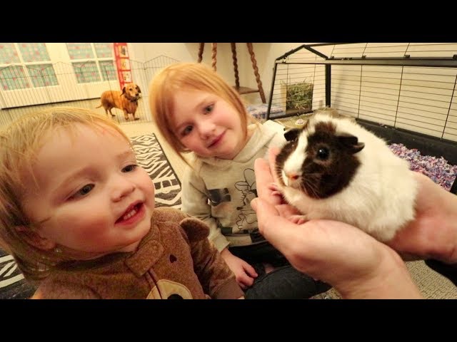 WE GOT ONE!!  Meet our new PET GUINEA PIG! First day home routine with Adley & Baby Niko! (Surprise)