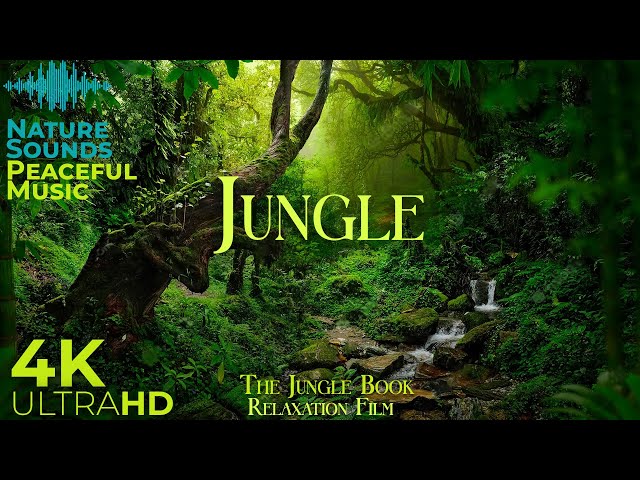 JUNGLE 4K • Scenic Relaxation Film with Peaceful Relaxing Music and Nature Video Ultra HD
