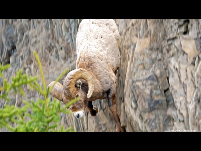 Bighorn Sheep Mountain Cliff Skills