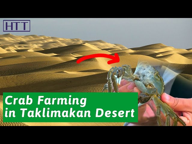 The Taklimakan Desert is so short of water, why can crabs be cultivated?