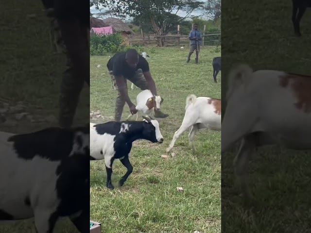 Goat fighting with me🤣🤣🤣🤣