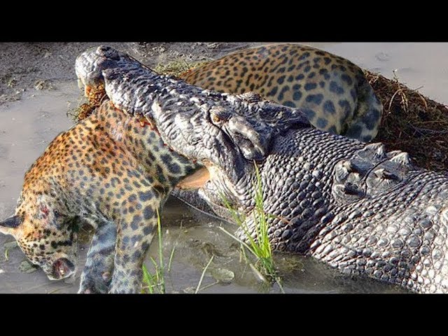 Amazing Hunters Become Prey - Crocodile Attacks Leopard Panic Fled