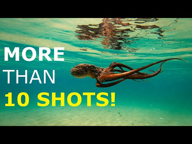 Incredible Octopus Shoots Ink Everywhere & Attacks Camera (4K)
