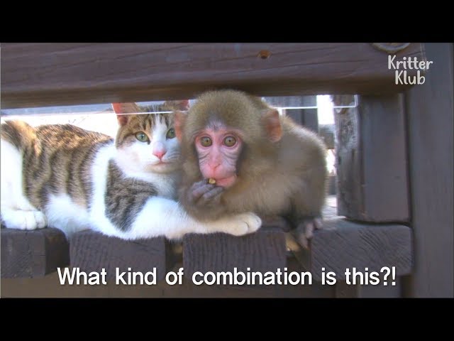 This Cat And Monkey Are Best friends..? | Kritter Klub