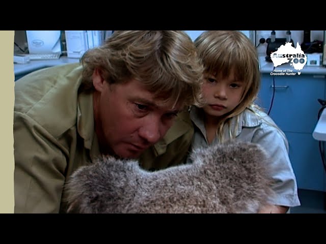 Steve and Bindi Irwin save an adorable koala | Irwin Family Adventures