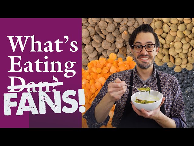 How Do You Check Lentils for Stones? and More Questions | What’s Eating Dan