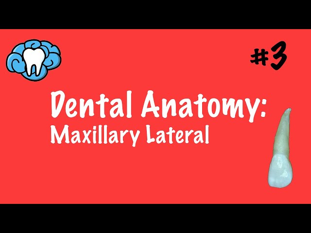 Dental Anatomy | Maxillary Lateral Incisor | INBDE