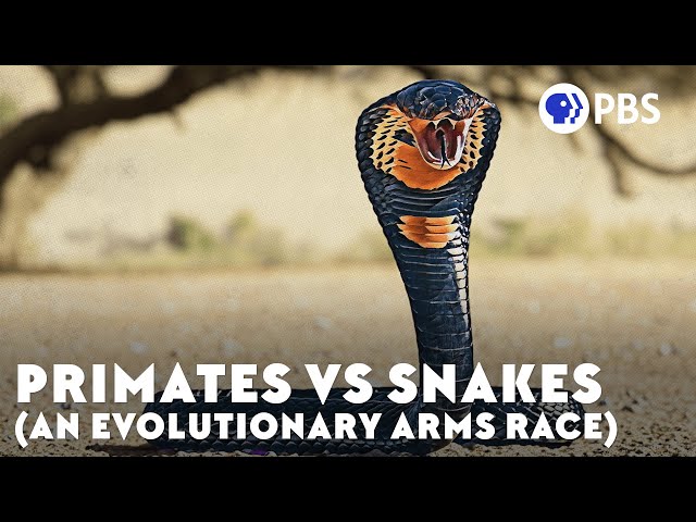 Primates vs Snakes (An Evolutionary Arms Race)