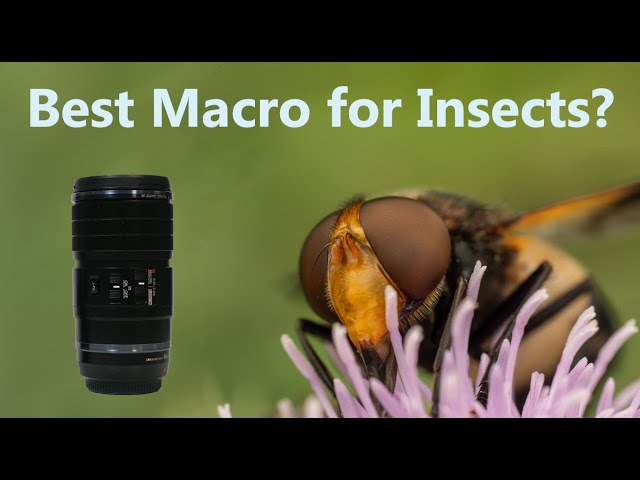 The best lens for Insect Macro Photography? OM systems 90mm 2x macro