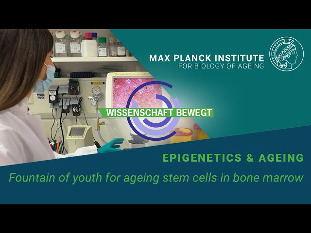Epigenetics and Ageing: Fountain of youth for ageing stem cells in bone marrow