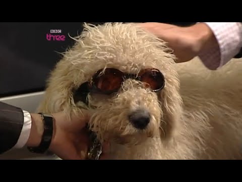 Top Gear Dog Compilation