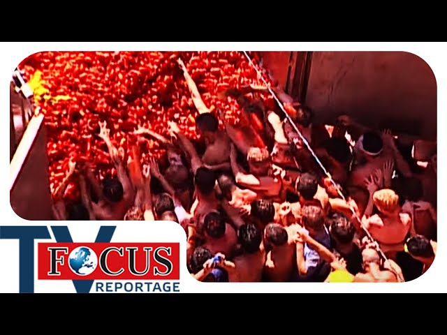 Tomatenwahnsinn in Spanien! Die Tomatenschlacht in Ostspanien | Focus TV Reportage