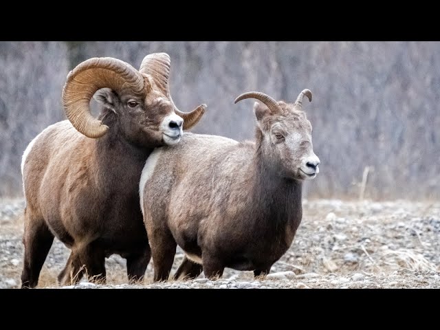 Bighorn Sheep Rut - The Mating Chase