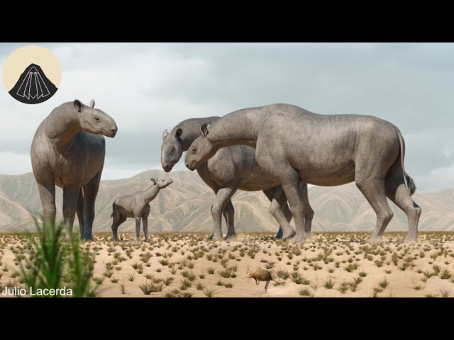 The Evolution of Rhinos