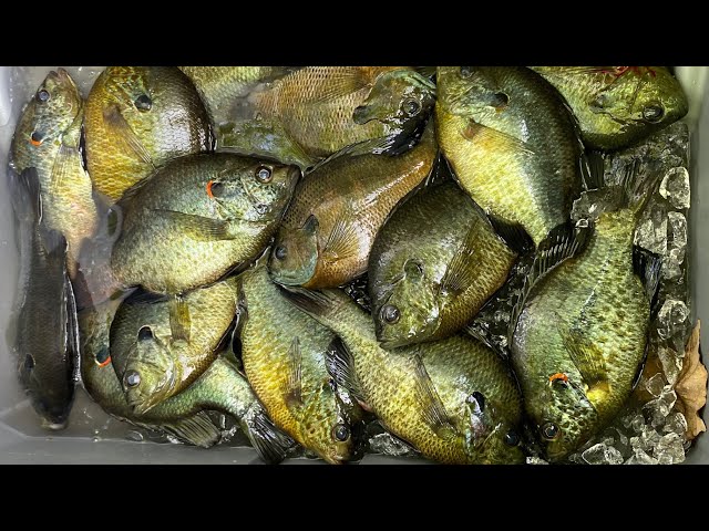 2 HOURS of BIG BLUEGILL and RED-EAR *SHELLCRACKER* Catch & Cooks! -- AMAZING PANFISHING!!!