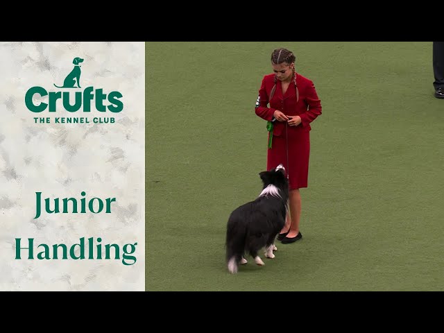 You have to see these dogs! 🐶 International Junior Handling Final Judging | Crufts 2024