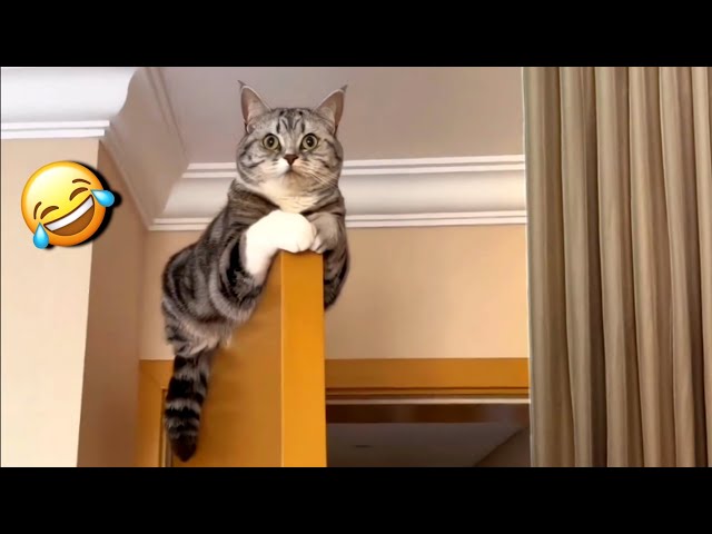 Funny Cats Dogs and other cute Animals 😹🐶Funniest Animal Videos 💥2024