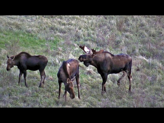 Moose Cow Running her Calf Away During the Rut