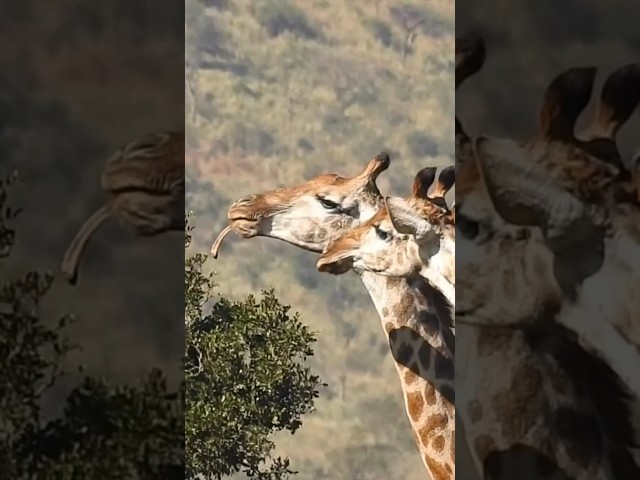 Giraffe Chewing On A Bone #giraffe #africa #animalfacts