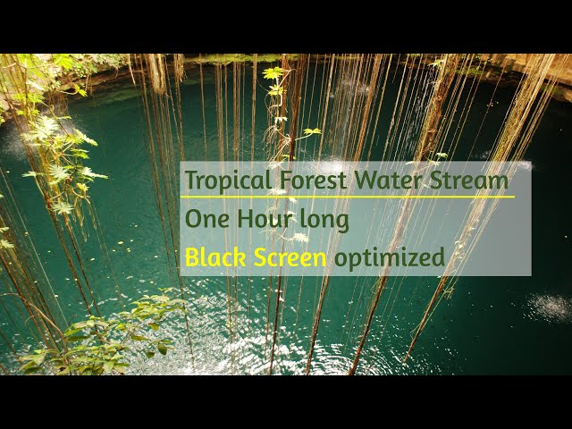 Tropical Forest Water Stream 1 hour