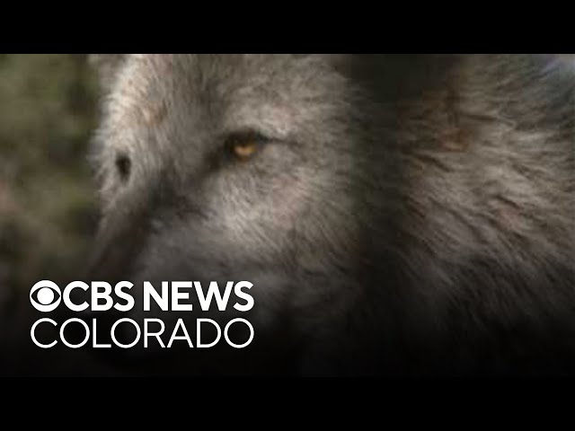 Xcel Energy outages, wolf controversy, Boebert Congress race in this week's Colorado politics news