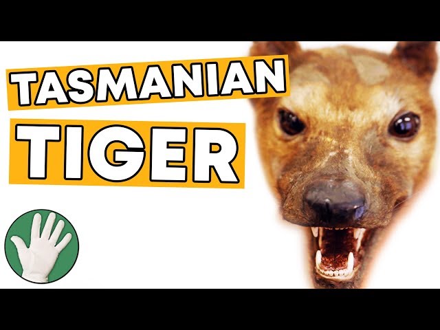 Thylacine (Tasmanian Tiger) - Objectivity 140
