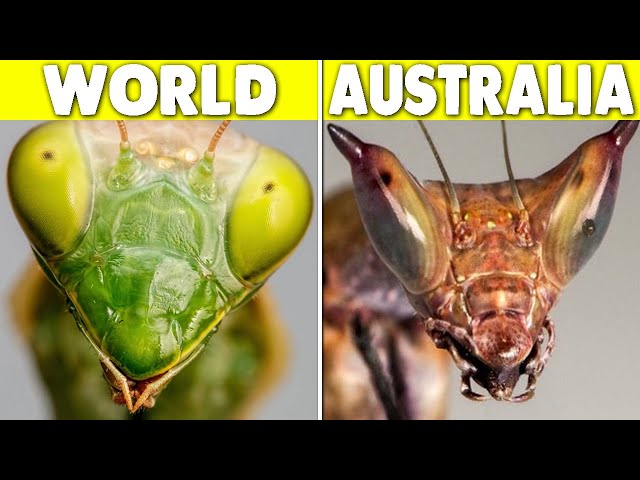 Why Is Australia Turning Ordinary Animals Into Monsters?