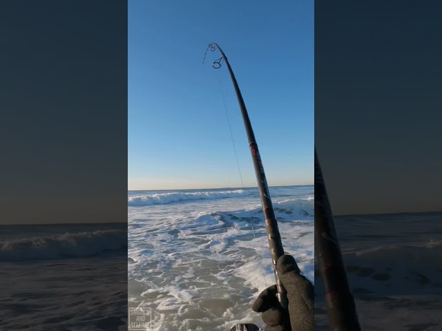 BEAUTIFUL Striped Bass Off Long Island South Shore - Fall Run - Smooch And Release