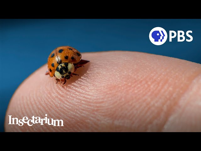 Pssst: Ladybugs Have a Killer Secret