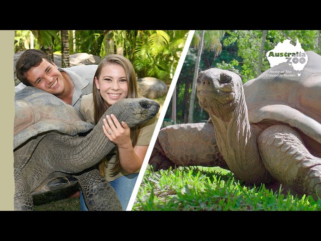 Bindi & Chandler hang out with Igloo the tortoise | Irwin Family Adventures