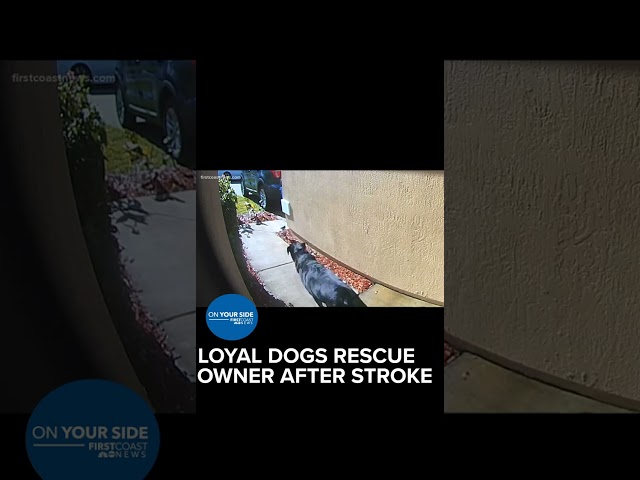 Loyal dogs rescue owner after stroke; Ring camera captures it all