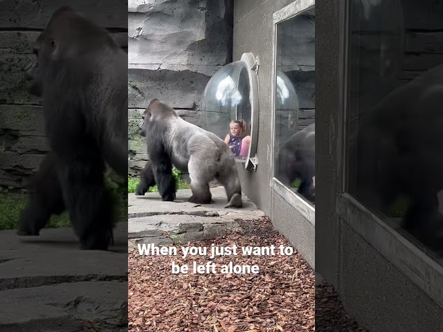 Gorilla in zoo wanting his personal space !