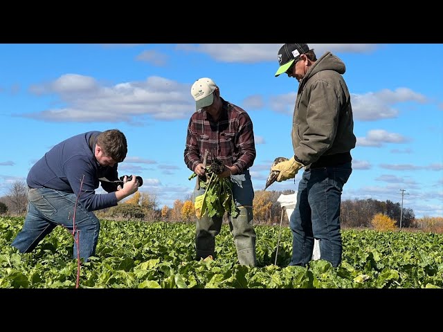 Sugarbeet variety trials are underway in Michigan