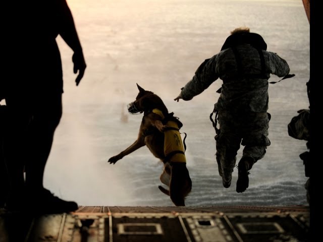 Sniffing Out Bombs: America's most elite dogs
