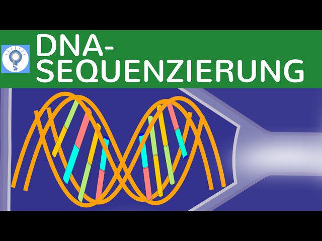 DNA - Sequenzierung - Kettenabbruchmethode nach Sanger einfach erklärt - DNA-Analyse 4 | Gentechnik