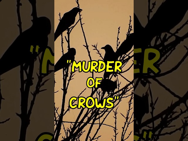 A Murder of Crows or a Paddle of Ducks! #collectivenames #paddleofducks #murderofcrows