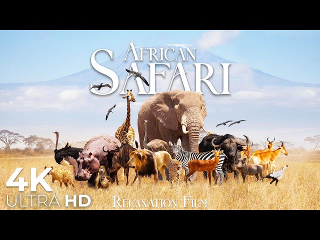African Safari Animals 4K • Wildlife Relaxation Film • Relaxing Music with Video 4K Ultra HD