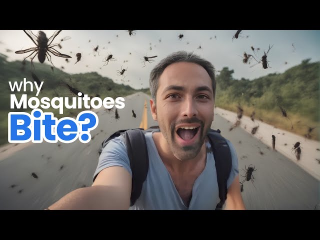 मच्छर मुझे ही ज्यादा क्यों काटते है? | Why Do I Always Get More Bites From Mosquitoes?